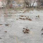 Tokat’ta dere taştı: 1.500 dönüm arazi sular altında