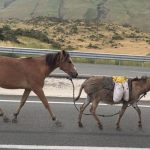 TÜİK verileri ortaya koydu: At, eşek ve katır sayısı geriliyor