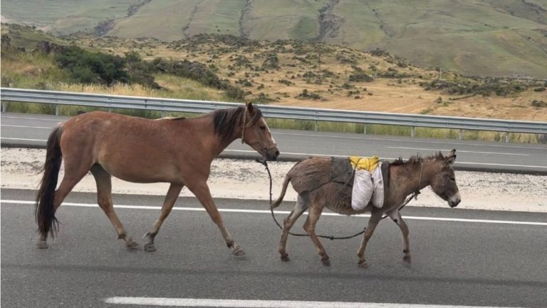 TÜİK verileri ortaya koydu: At, eşek ve katır sayısı geriliyor