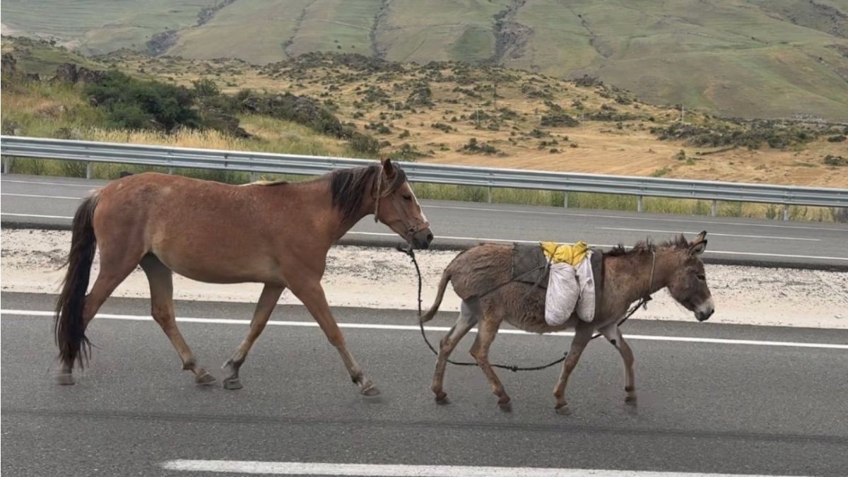 TÜİK verileri ortaya koydu: At, eşek ve katır sayısı geriliyor