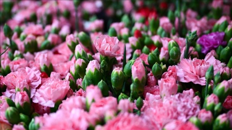 Türkiye’den 2025’te 83 ülkeye çiçek ihracatı yapıldı