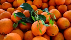 Türkiye’nin narenciye geliri 1,4 milyar doları aştı