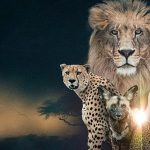 ‘Vahşi Krallık: Klanların Savaşı’, 22 Şubat Pazar Saat 20.00’de İki Bölüm Art Arda National Geographic WILD Ekranlarında!