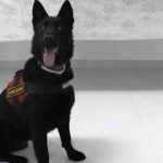 Van’da İranlı yolcu 510 gram eroin ile yakalandı