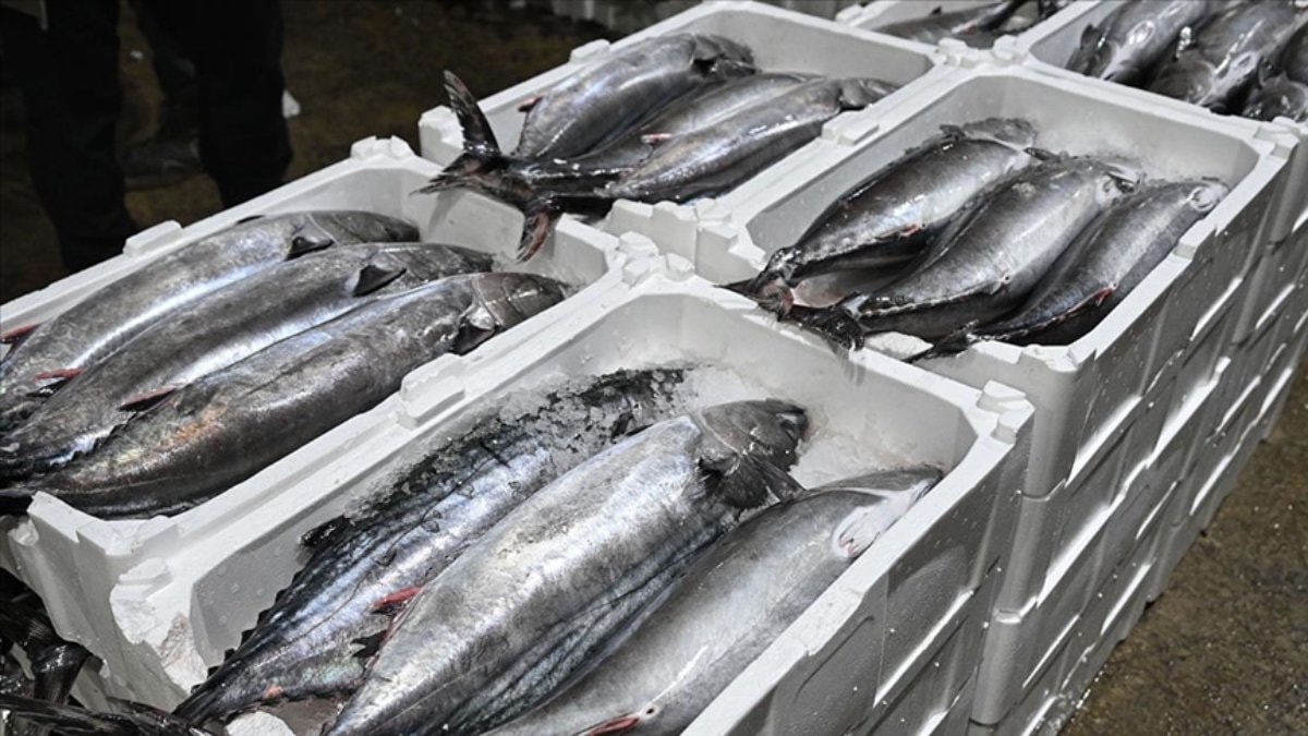 Yılbaşından bu yana 500 ton torik avlandı