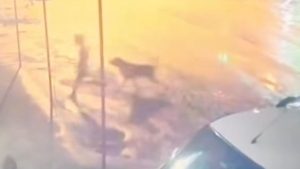 Adıyaman’da sahipsiz köpek saldırısı: 10 yaşındaki çocuk son anda kurtarıldı