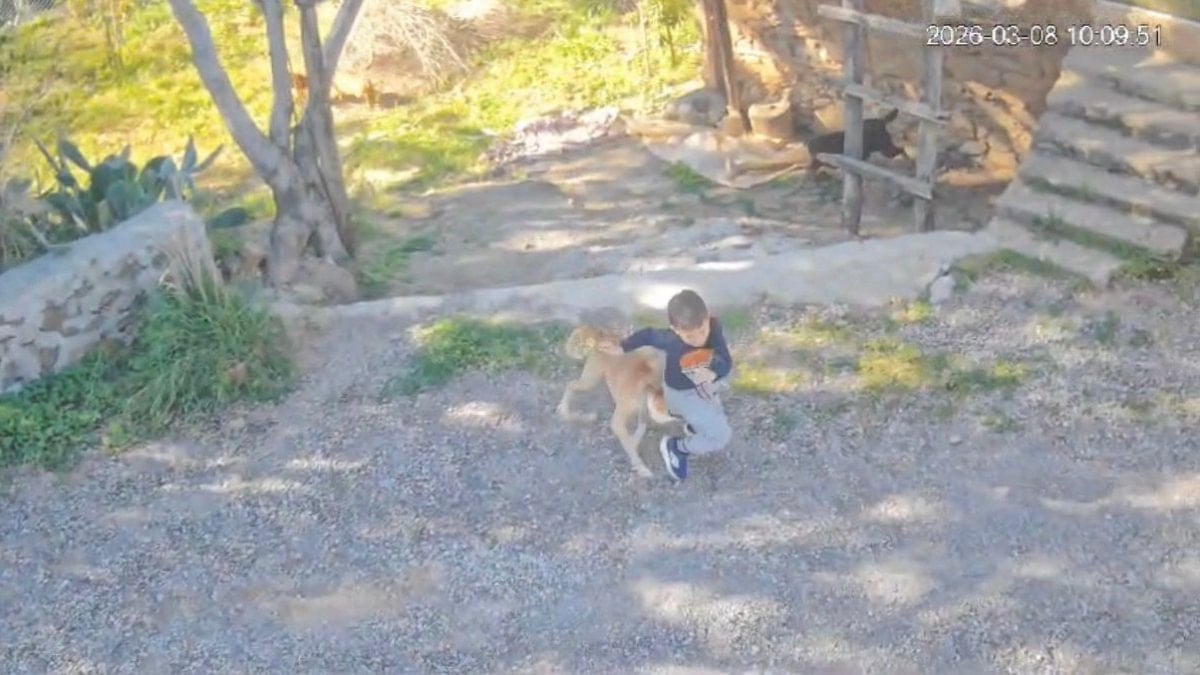 Antalya’da sahipsiz köpek dehşeti: 7 yaşındaki çocuk hastanelik oldu