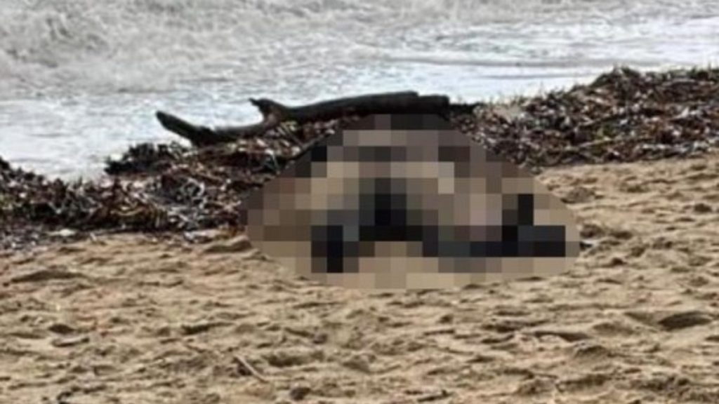 Ayvalık’ta kıyıya vuran kadın cesediyle ilgili yeni gelişme