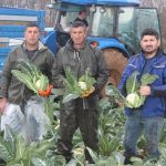 Bafra Ovası’ndaki karnabahar iç piyasaya yetiyor