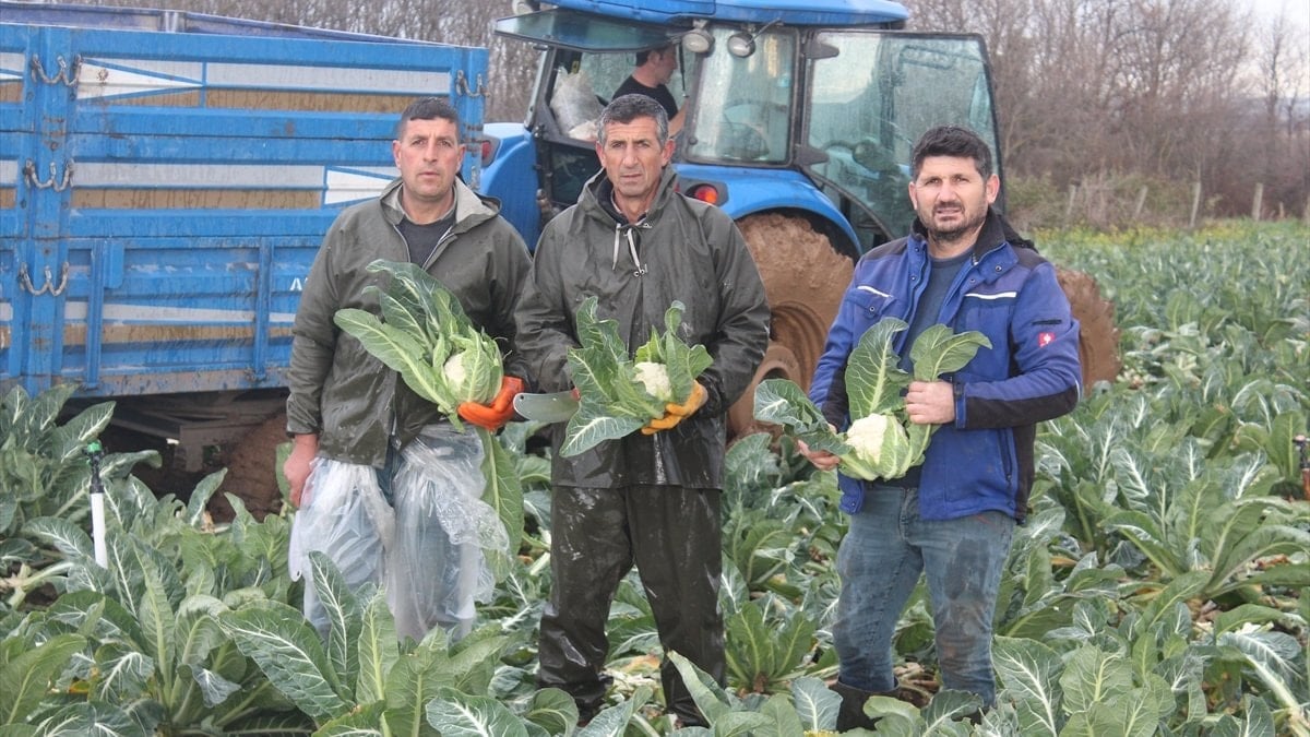 Bafra Ovası’ndaki karnabahar iç piyasaya yetiyor