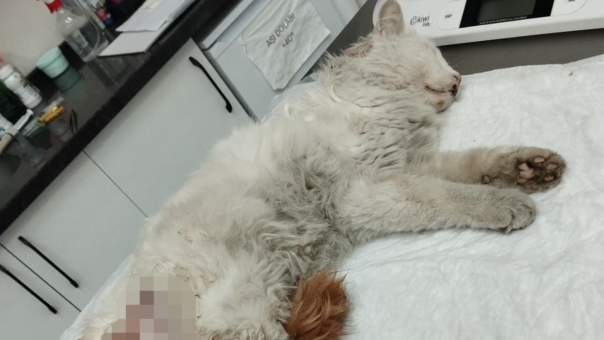 Başakşehir’de başıboş köpekler, kediyi telef etti