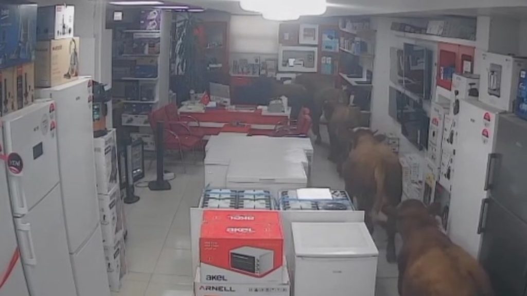 Batman’da kaçan inekler beyaz eşya mağazasına daldı