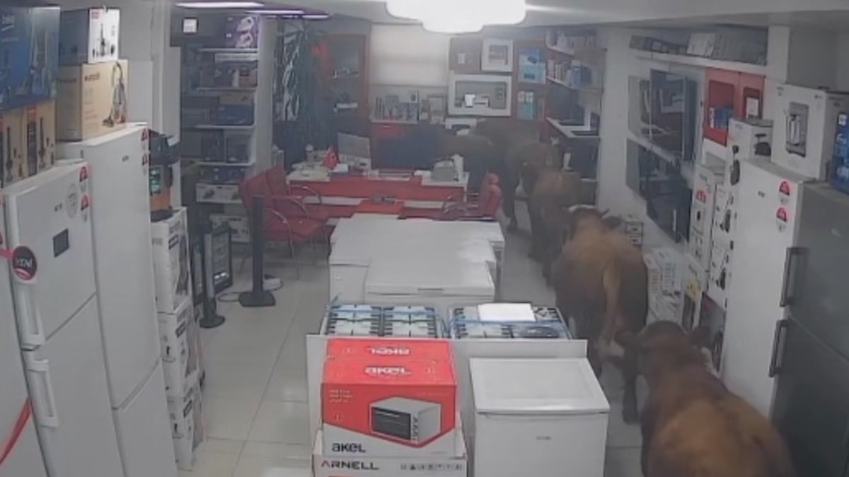 Batman’da kaçan inekler beyaz eşya mağazasına daldı