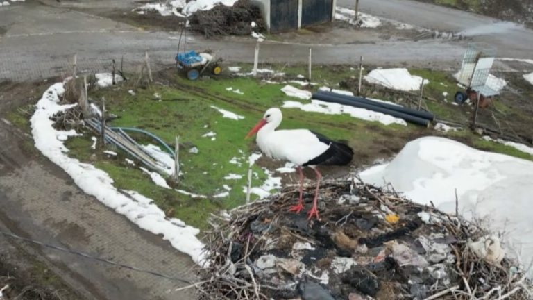 Bitlis’te 3 yıldır göç etmeyen leylek ilgi çekiyor