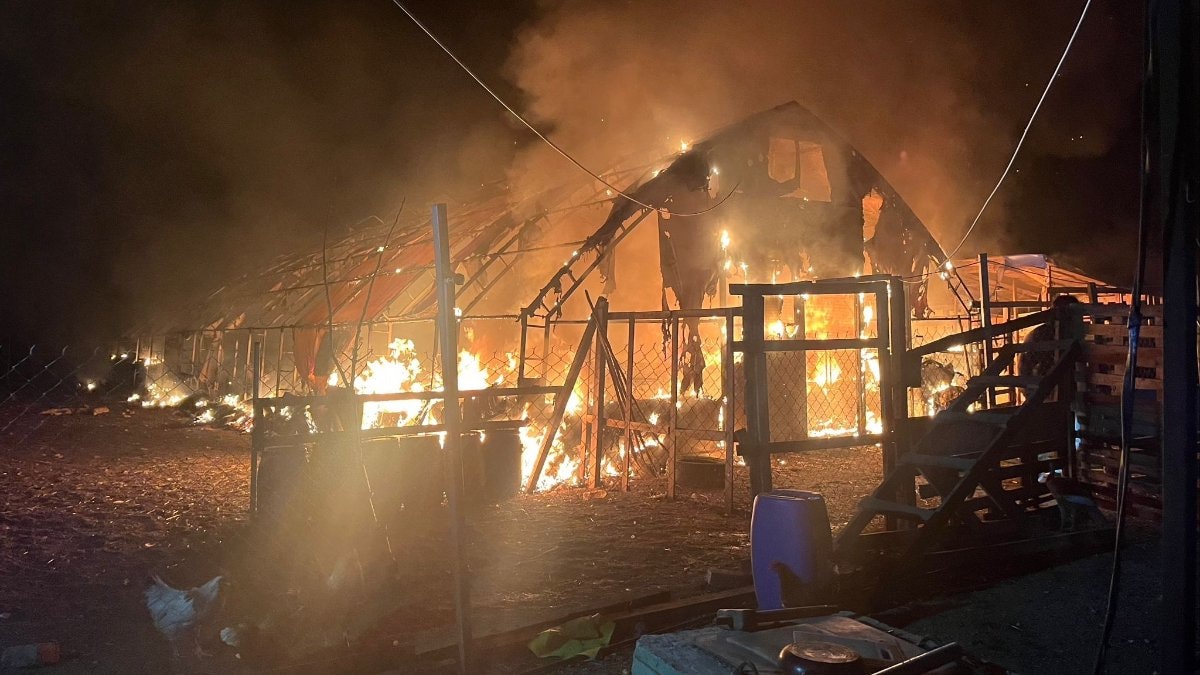 Bursa’da çiftlik yangınında 580 hayvan telef oldu