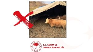 Çorum’da hayvan refahını ihlal eden işletmeye ceza