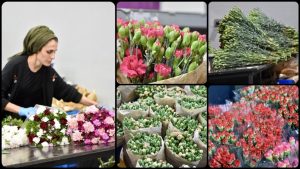 Dünya Kadınlar Günü için 35 ülkeye 80 milyon dal çiçek