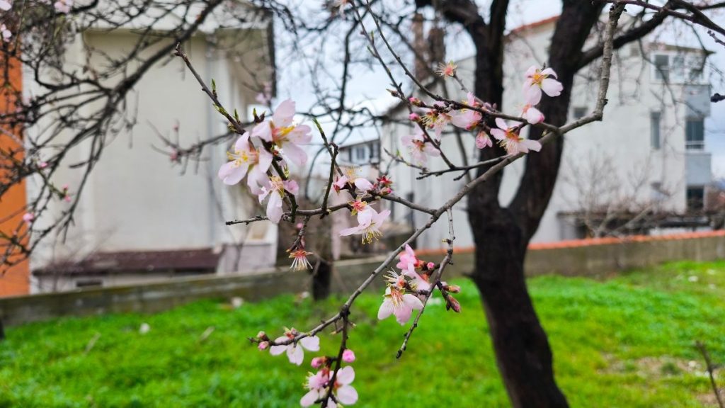 Edirne’de meyve ağaçları erkenden çiçek açtı