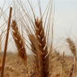 Ekmeklik ve makarnalık buğday stokları günlük satışta