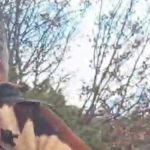 Erzurum’da kuş gözlemcisini ayı karşıladı