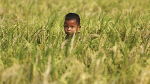 FAO: İran savaşı enerji ve gübre şokunu küresel gıda zincirine taşıdı
