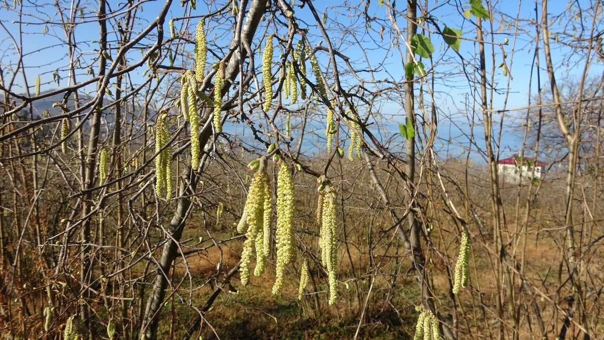 Fındıkta doğru bilinen yanlışlar