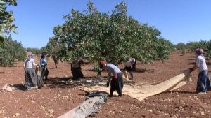 Gaziantep’te yağış rekoru ‘yeşil altın’ı umutlandırdı: Rekolte 120 bin ton hedefinde