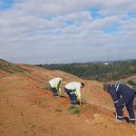 Gebze’de 4 bin 500 sedir ağacı toprakla buluştu
