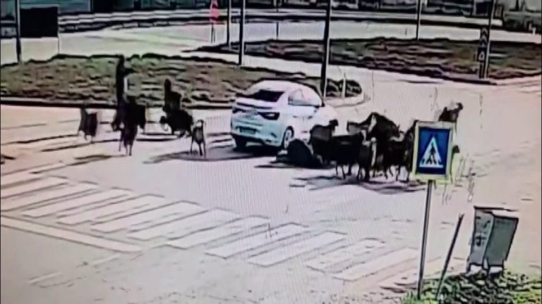 Hatay’da otomobil koyun sürüsüne daldı