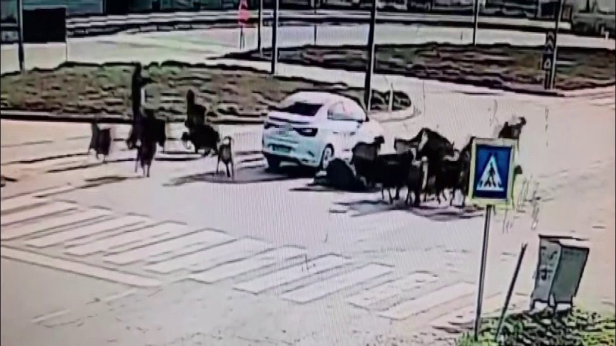 Hatay’da otomobil koyun sürüsüne daldı