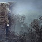 Hayalet Filler’, 11 Mart Çarşamba 20.00’de National Geographic WILD Ekranlarında!