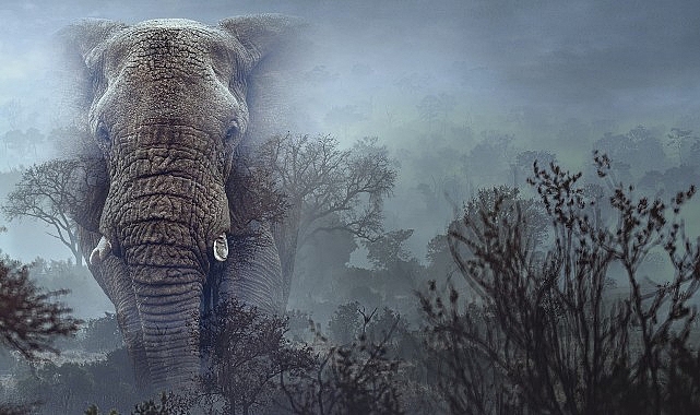 Hayalet Filler’, 11 Mart Çarşamba 20.00’de National Geographic WILD Ekranlarında!