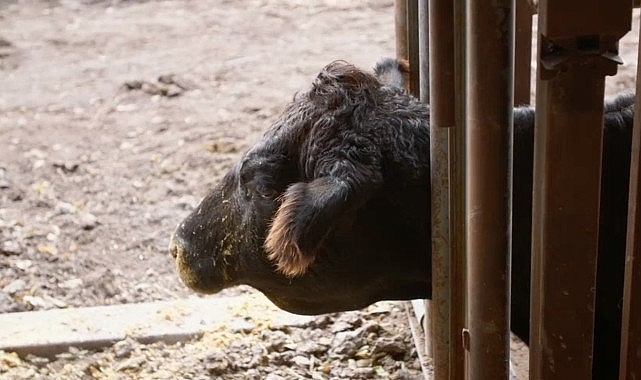 ‘Heartland Veterinerleri: Bir Aile Hikayesi’, 23 Mart Pazartesi 21.00’de National Geographic WILD Ekranlarında İzleyicilerle Buluşuyor!