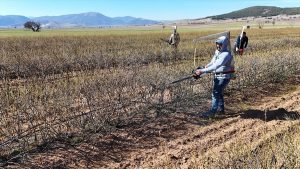 Isparta’da budama mevsimi: Gül bahçeleri hasata hazırlanıyor