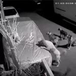 İstanbul’un 2 ilçesinde köpeklerin saldırısını güvenlik kamerası kaydetti