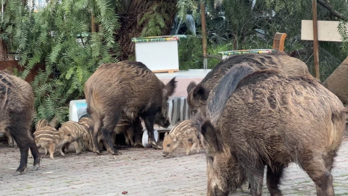 İzmir’de domuzlar sokaklarda yiyecek aradı