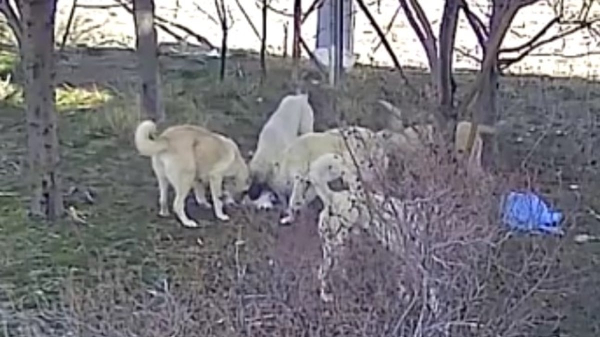 Karaman’da başıboş köpeklerin kediyi öldürdüğü anlar