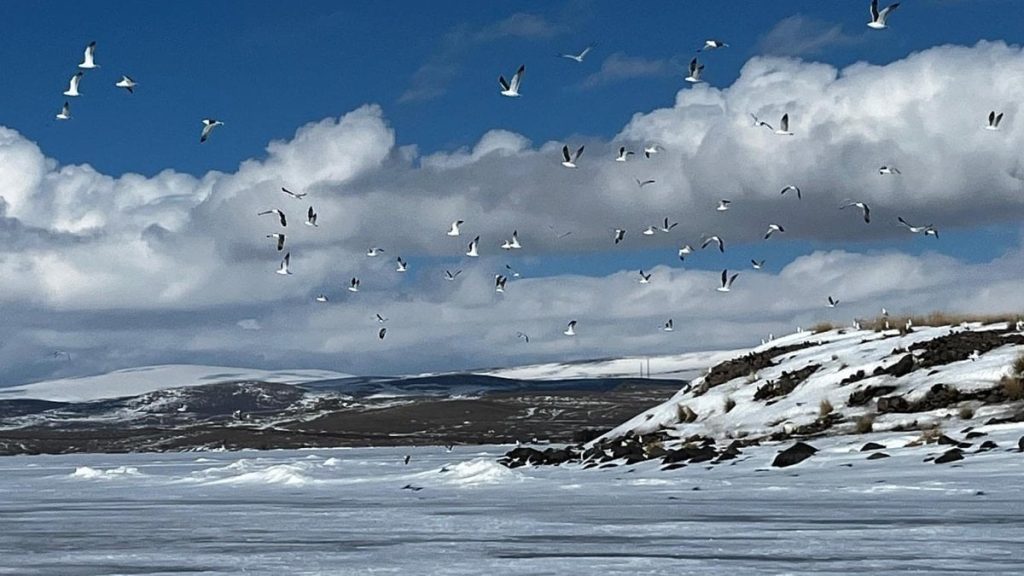 Kars Çıldır Gölü’ne martılar bu kez erken geldi