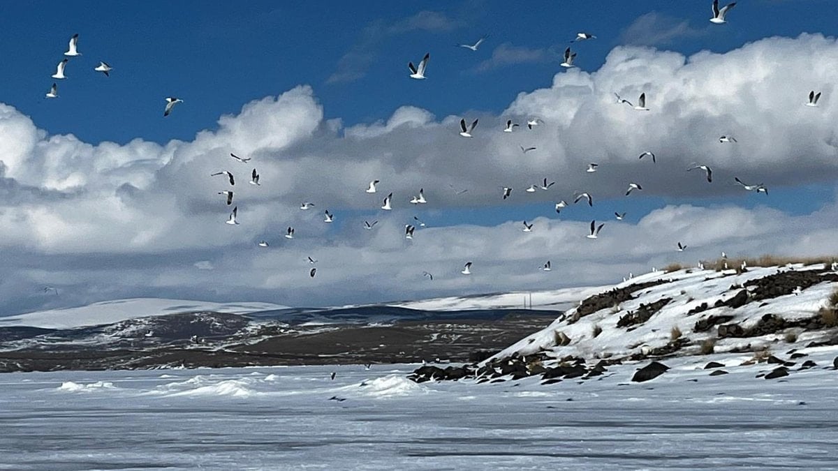 Kars Çıldır Gölü’ne martılar bu kez erken geldi