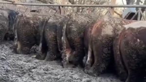 Konya’daki tepki çeken görüntülerle ilgili inceleme başlatıldı