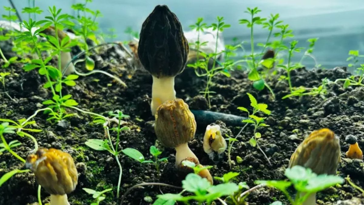 Mersin’de kuzugöbeği mantarı hasadı başladı! Kilosu 5 bin TL