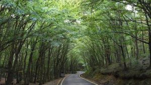 Orman sınırlarında değişiklik: 21 ili kapsıyor