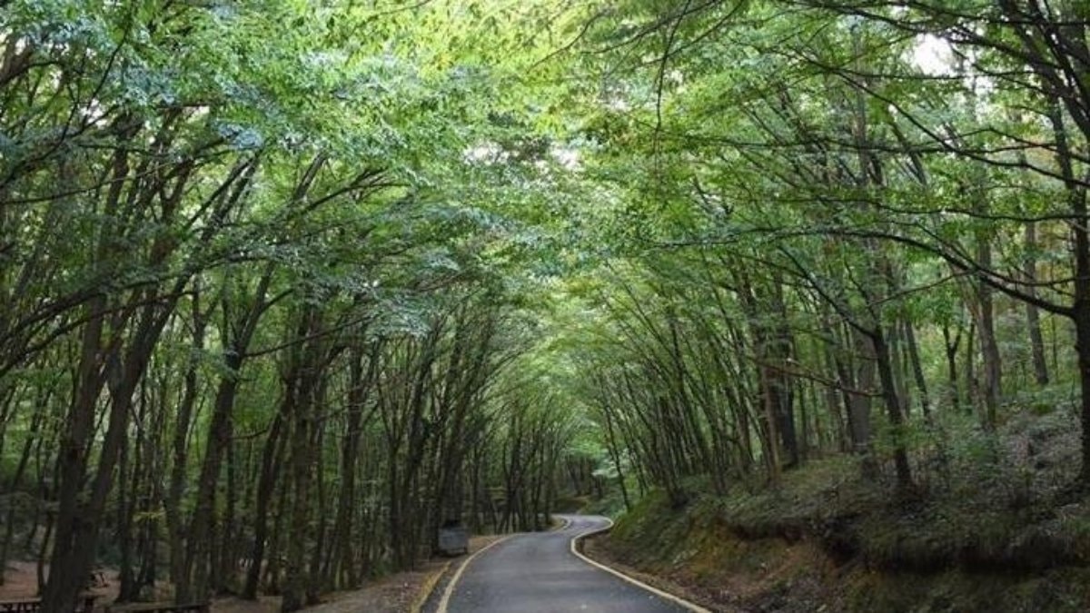 Orman sınırlarında değişiklik: 21 ili kapsıyor