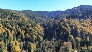 Ormanların bakımı ve gençleştirilmesine 2,3 milyar lira