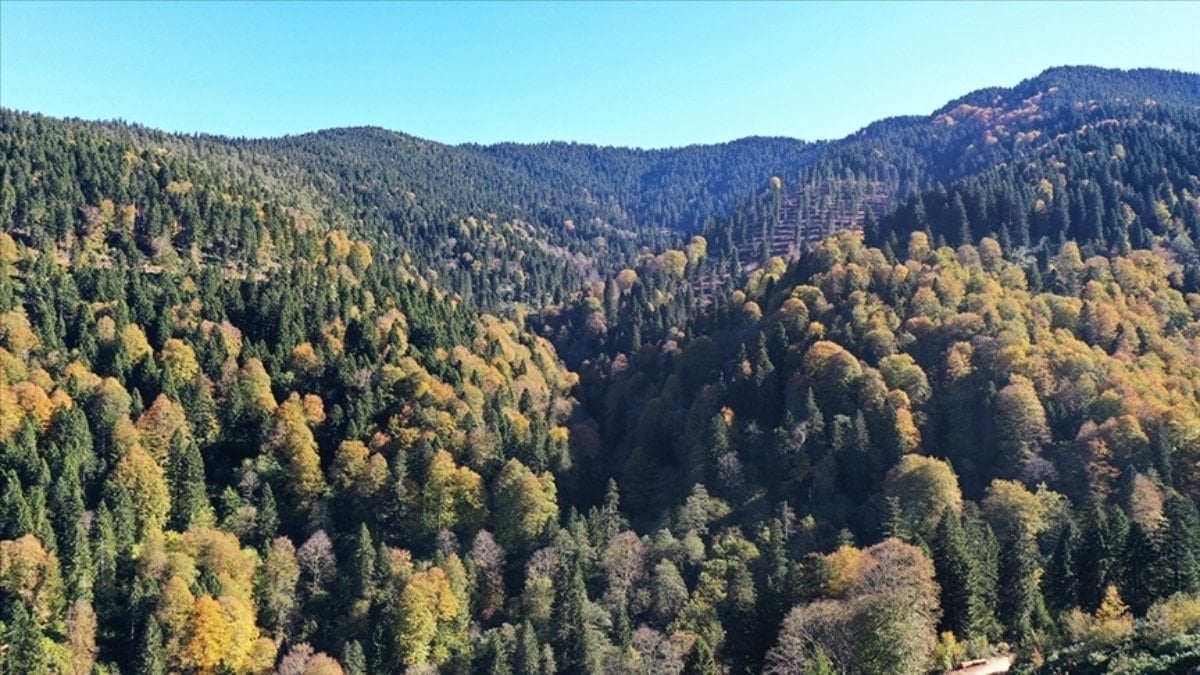 Ormanların bakımı ve gençleştirilmesine 2,3 milyar lira