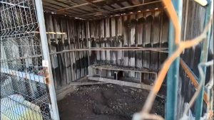 Osmaniye’de 25 güvercin çalan çocuk hırsızlar kamerada