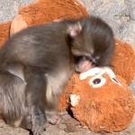 Oyuncak peluşu annesi sanan maymun dünya gündeminde