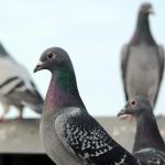 Polonya’da güvercinlere doğum kontrolü uygulanacak