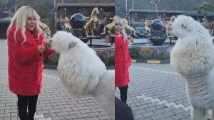 Safiye Soyman’ın alpaka paylaşımı! Yüzüne tükürdü