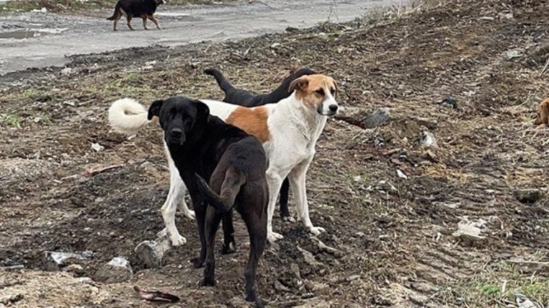 Şanlıurfa Valisi Hasan Şıldak, kentteki bütün sokak hayvanlarının toplatıldığını açıkladı